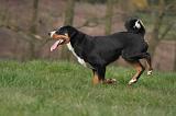 BOUVIER D'APPENZELL 066